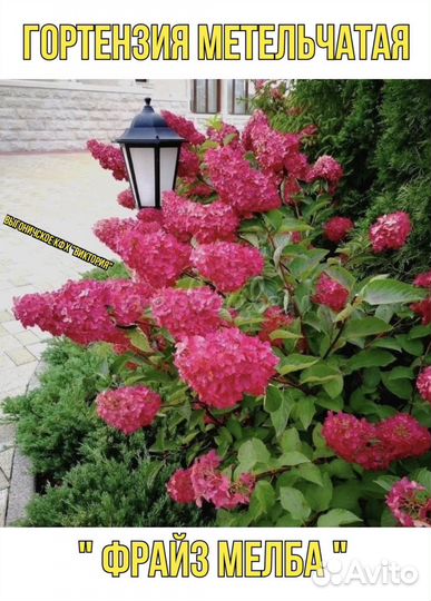 Гортензия метельчатая