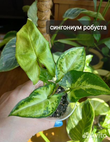 Комнатные растения цветы