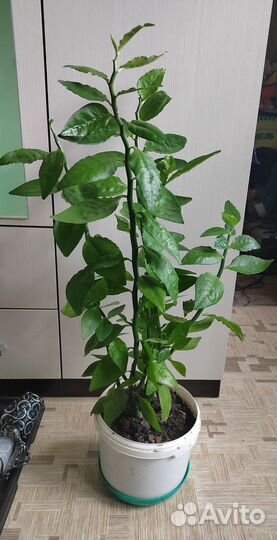 Педилантус