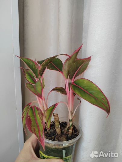 Комнатные цветы