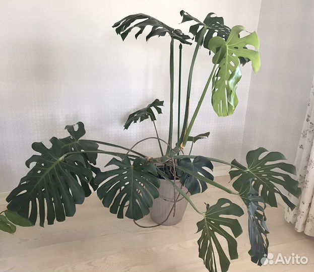 Монстера в кашпо