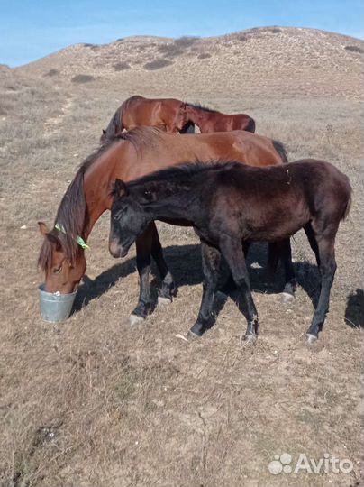 Кабыла с жеребенком