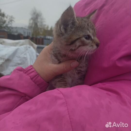 Котята