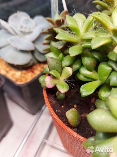 Анакаперс Санрайз/Эхиверия