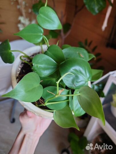 Фикус Лирата, Сциндаптус, Филодендрон,Портулакария