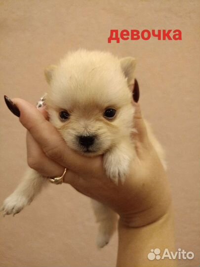 Щенки шпица