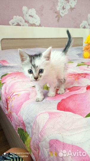 Котёнок 1,5 мес