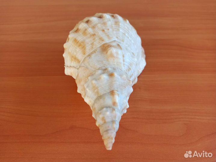 Морская раковина