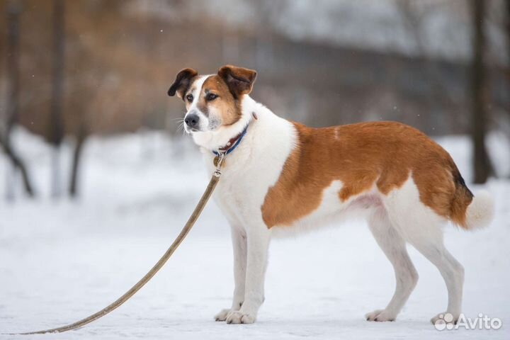 Барбара в поисках дома