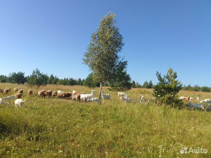 Баранчики,козлики