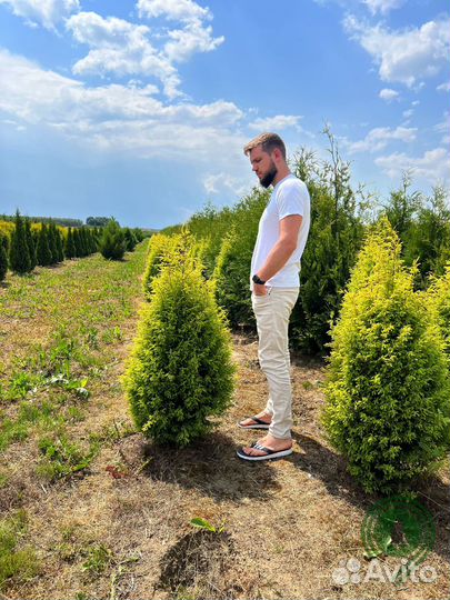 Туя брабант