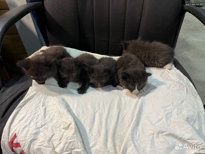 Котята в добрые руки