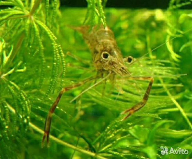 Макробрахиумы,Гуппи,Мелании