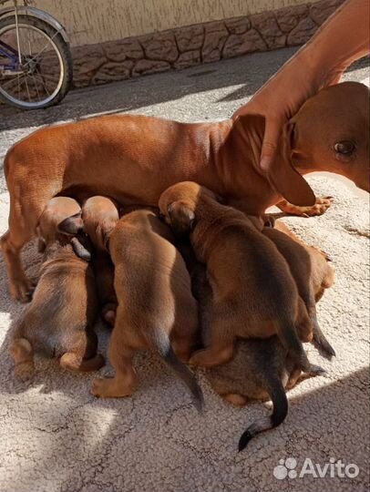 Отдам в добрые руки