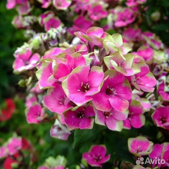 Флокс Кинг, флокс Ауреоле