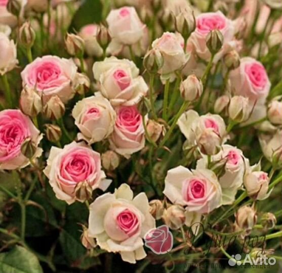 Саженцы розы спрей мими эден принимаю заказы