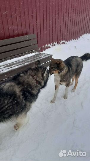 В поиске самой доброй семьи