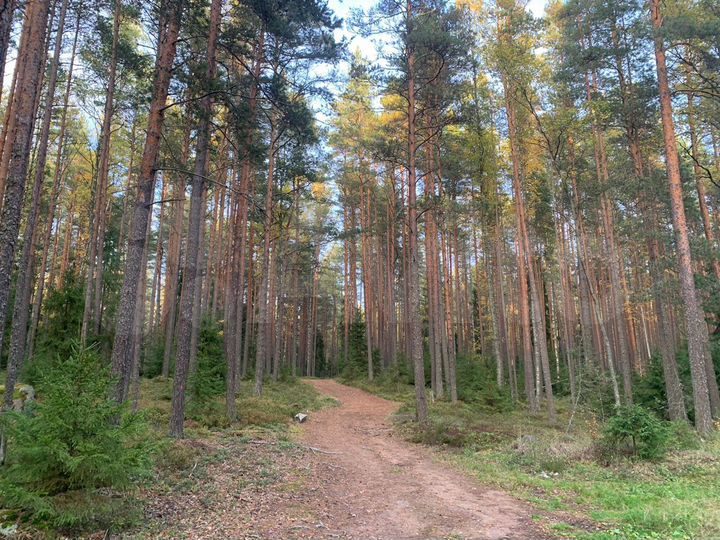 Участок 25 сот. (ИЖС)