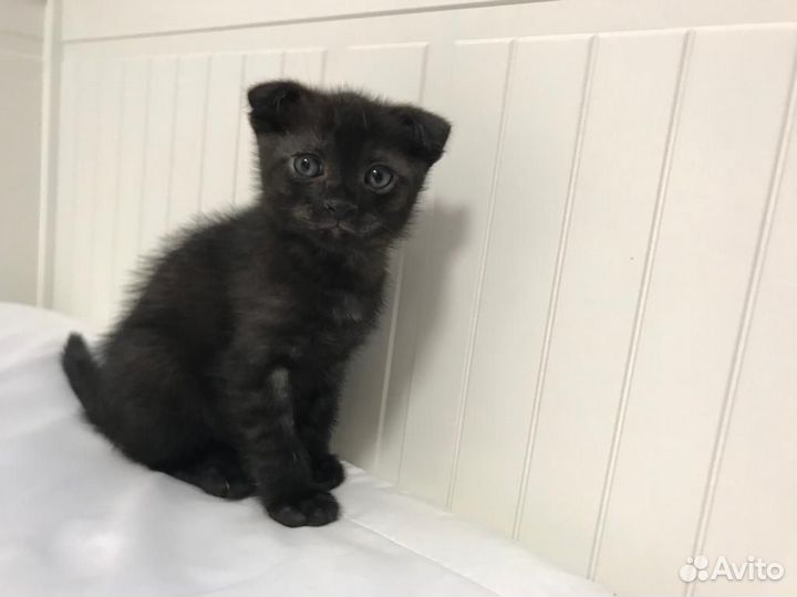 Вислоухие котята