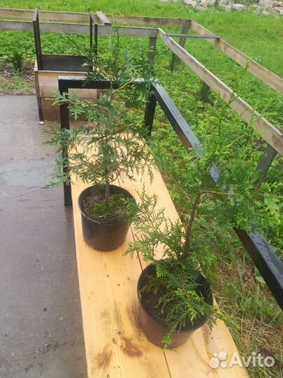 Туя брабант /50-60-70/ С2