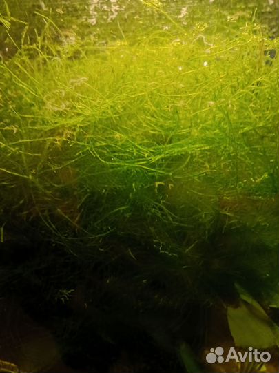Мох для аквариума