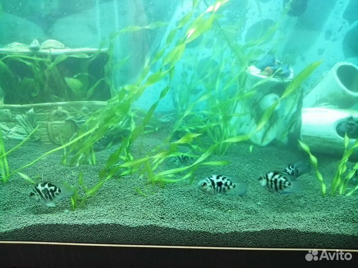 Сапфировый попугай,рыбки цихлиды,голубая панда