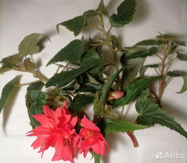 Беллекония роуз бегония ампельная