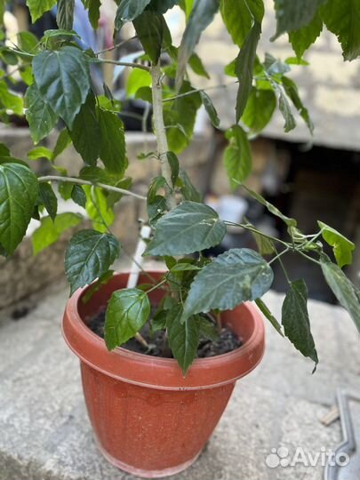 Гибискус китайская роза