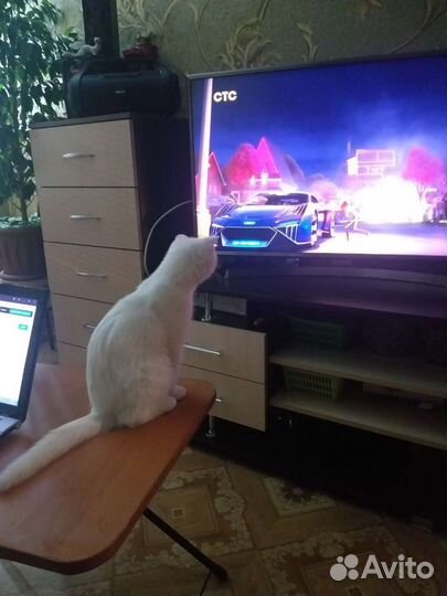 Домашняя передержка кошек