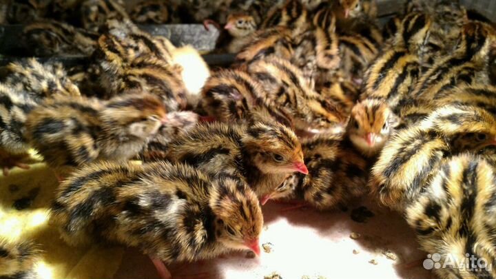 Перепел эстонский