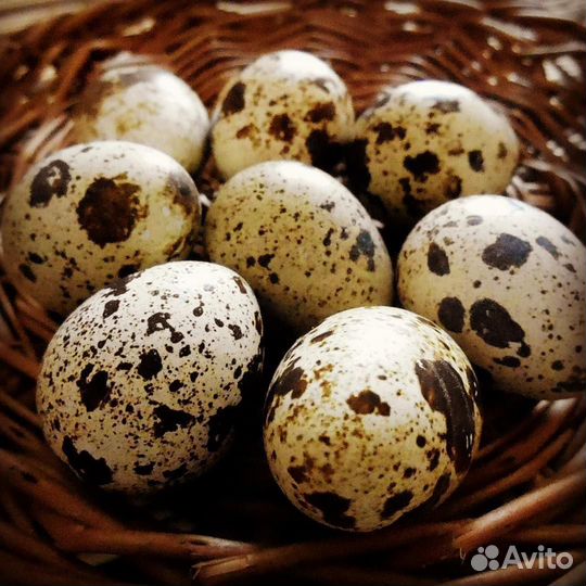 Инкубационное яйцо оптом и в розницу