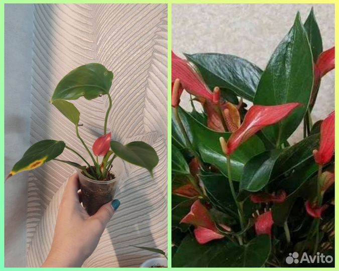 Антуриум Лили ред, вайт, зизу, вайт чемпион, белый