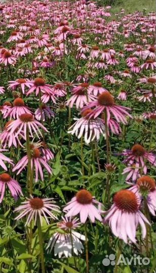 Эхинацея. Рассада эхинацеи, семена, трава сушеная