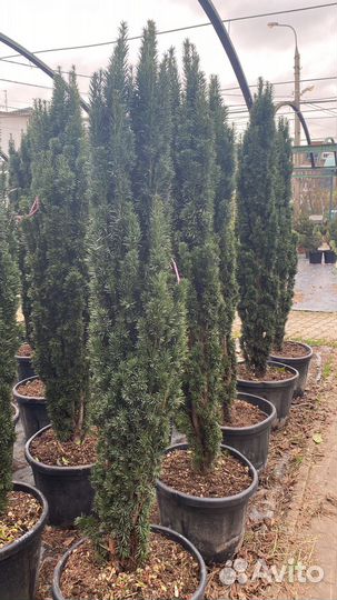 Тис шар,ягодный фастигиат,хилли,хикси,репандерс