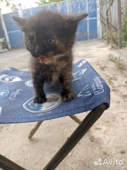 Кошечки