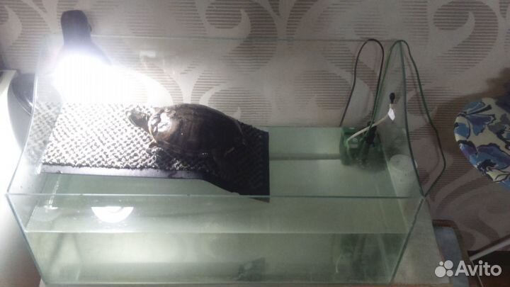 Террариум большой. Черепашник