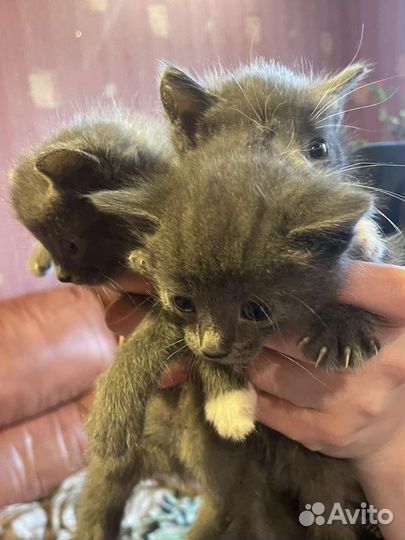 Котята от кошки крысоловки