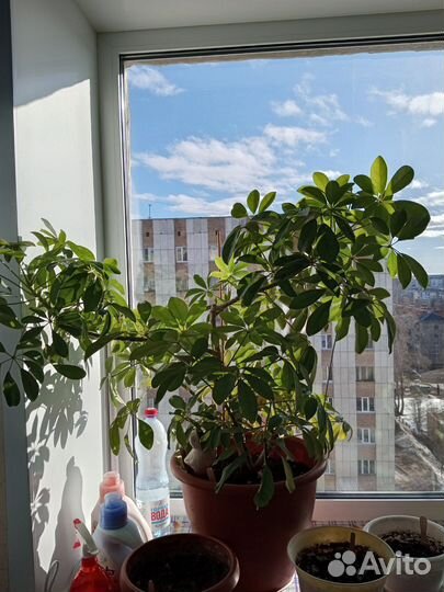 Комнатные растения цветы