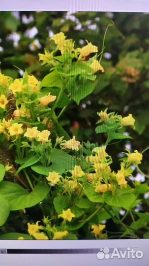 Тладианта сомнительная