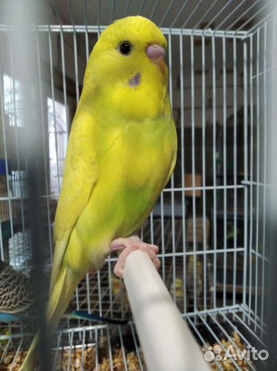 Попугаи амадины горлицы