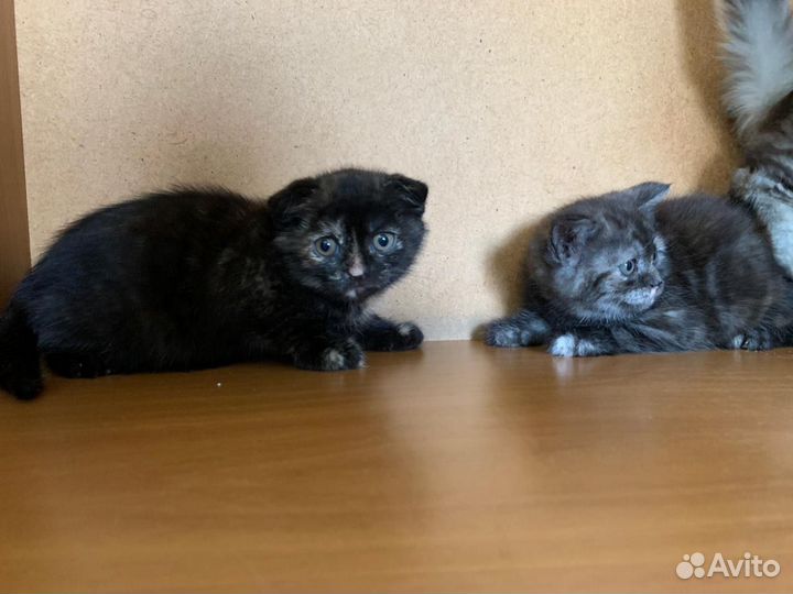 Шотландская