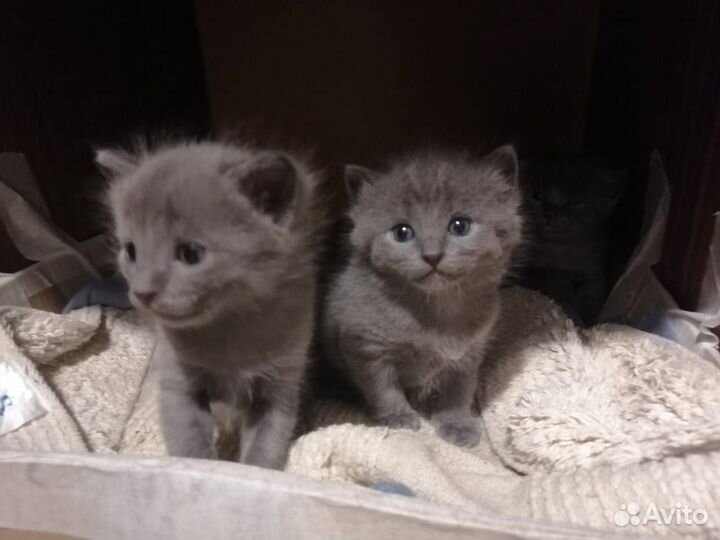 Серые котята в добрые руки
