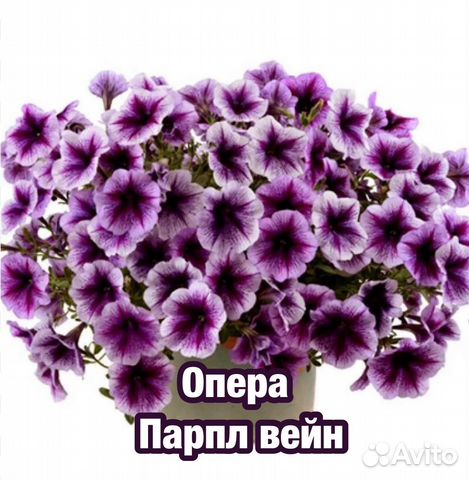 Петуния Опера Суприм Парпл Вейн купить в Красноярске | Товары для дома ...
