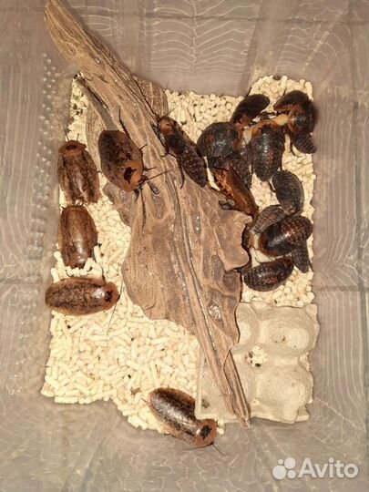 Тараканы Пикносцелус Нигра и Архимандриты