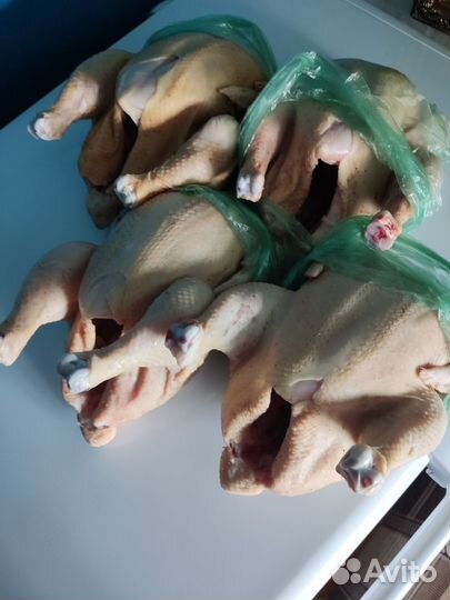 Куры бройлеры тушки мясо