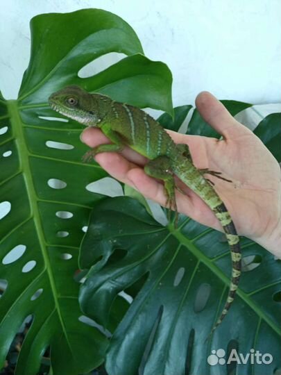 Водяная агама