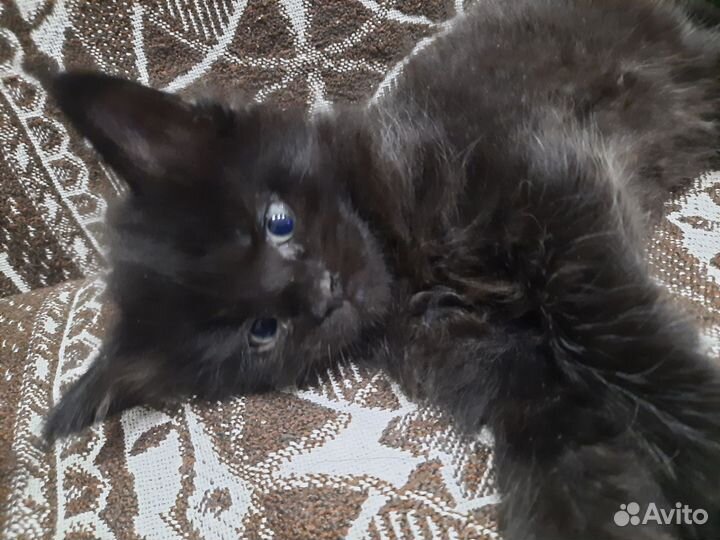 Кошки мейн-кун