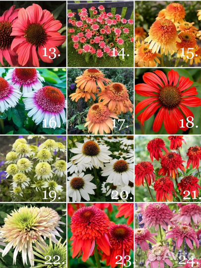 Корневища эхинацеи Голландия