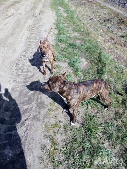 Щенки американского стаффорда