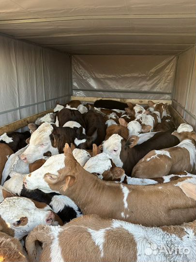 Телята симменталы